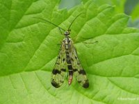 Skorpionsfliege weibl.1